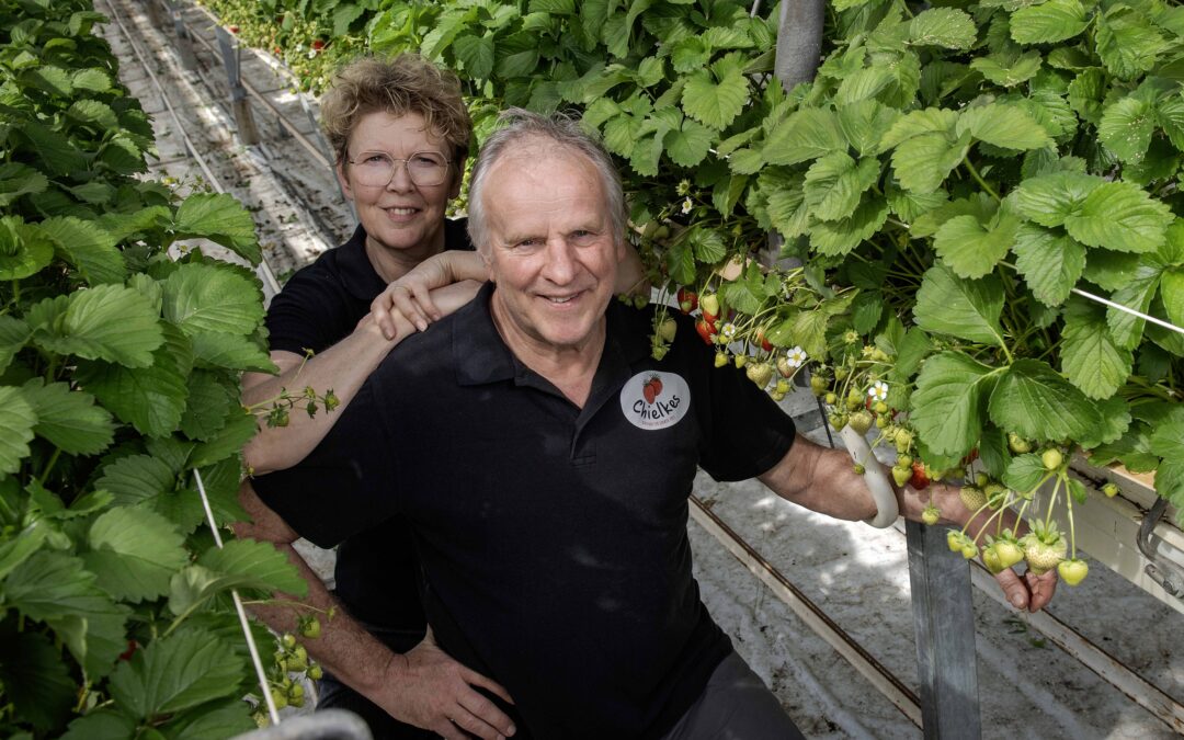 Buitengebied in beeld: Chielkes aardbeien