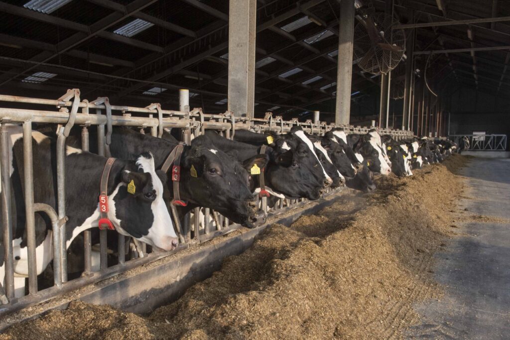 De koeien met hun halsband