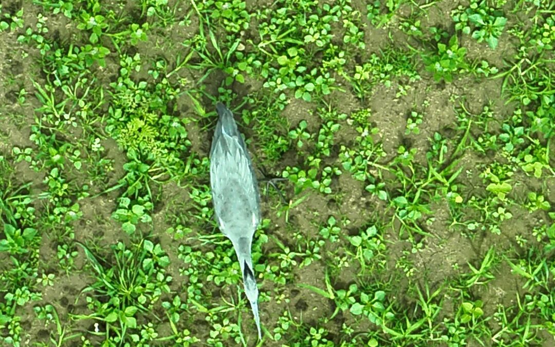 Wilddrone