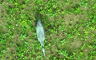 Wilddrone